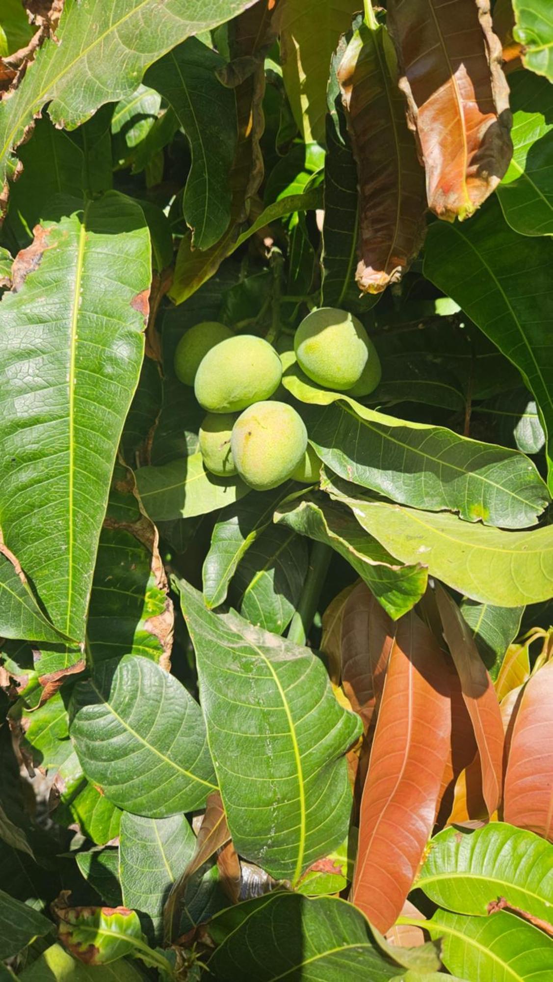 הוילה Güimar Casa Tina מראה חיצוני תמונה
