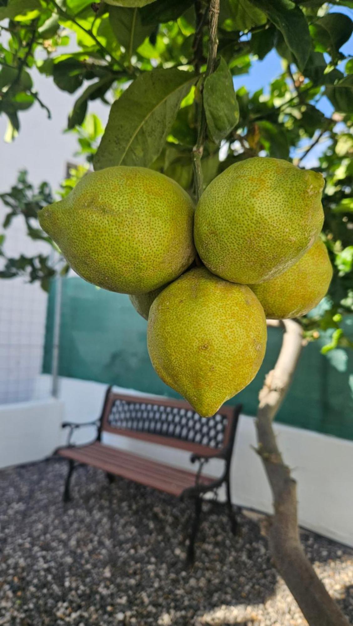 הוילה Güimar Casa Tina מראה חיצוני תמונה